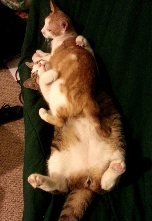 めちゃくちゃ警戒していた子猫05