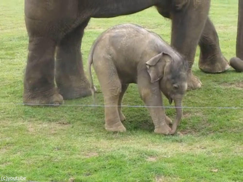 赤ちゃんゾウと鼻03
