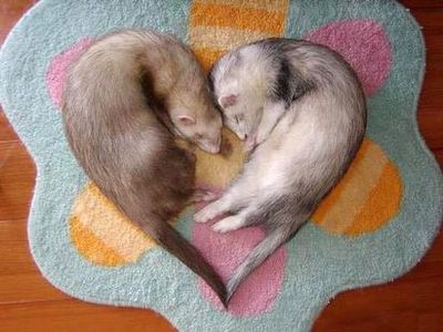異常な愛し方や子作り法をする動物・生物TOP