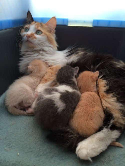 ママ猫＆犬が子育てに奮闘してるときの顔11