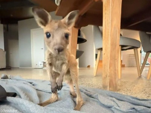 カンガルーの赤ちゃんがヨロヨロしながら初めてのジャンプに挑戦（動画）