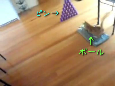 猫ボーリング