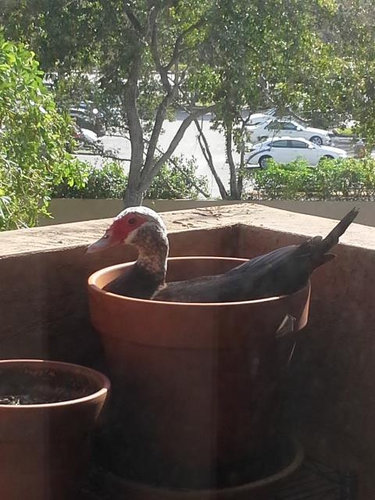 ベランダにカモが引っ越し03