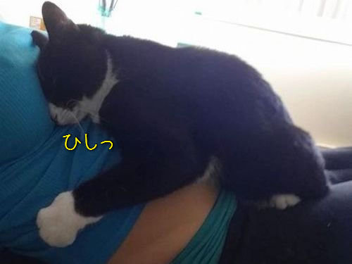 猫の日まとめ12