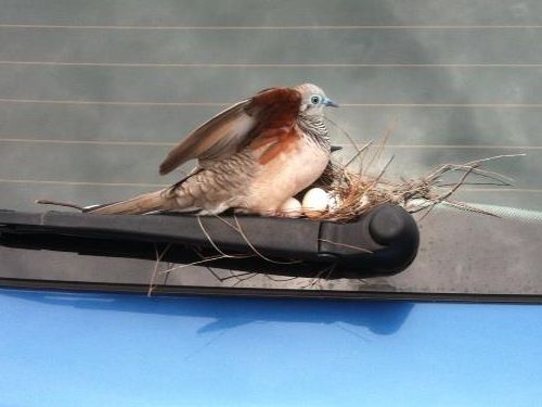 6日間駐車場に車を放置したら02