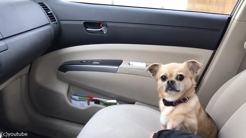 うれしいけど困る 犬がかわいくて運転できないとき 動画 らばq うれしいけど困る 犬がかわいくて運転できないとき 動画 らばq