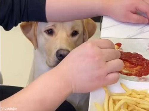 とてもグルメな犬 フライドポテトにはちゃんとケチャップを付けて とおねだり マピオンニュース