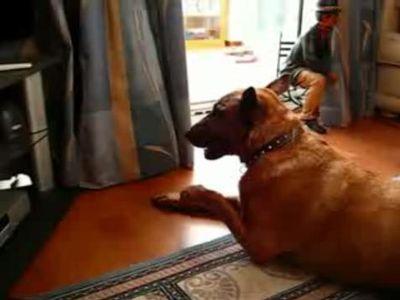 天才的なリズム感のある犬