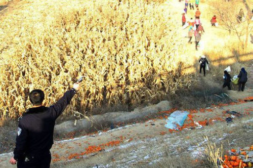 中国でみかんトラックが横転した結果02