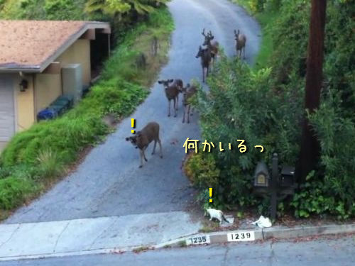 猫と鹿が出会った