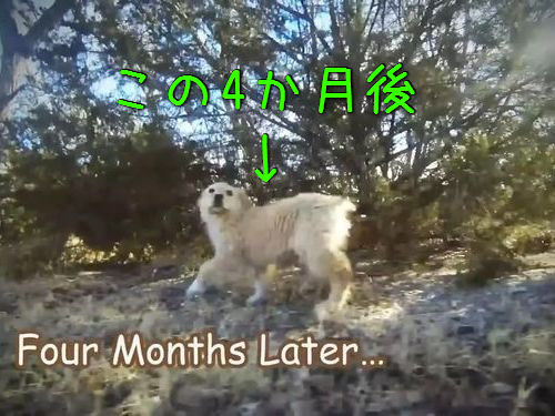 子犬がママと再会00