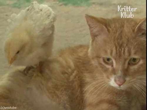 �ҥ襳���Ƥ�ǭ�Ρĥѥ�03