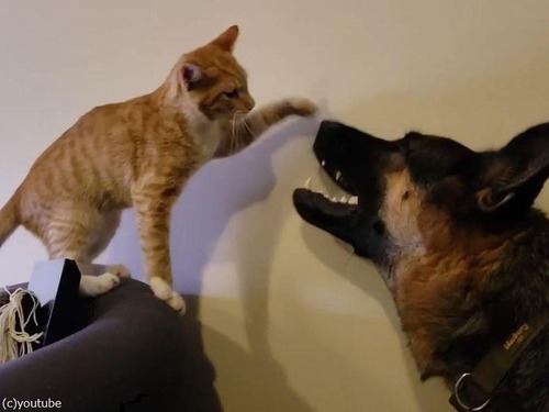 �礭���ϰ㤨�ɡĻ�ǭ�����ɤ��Υ����ѡ���04