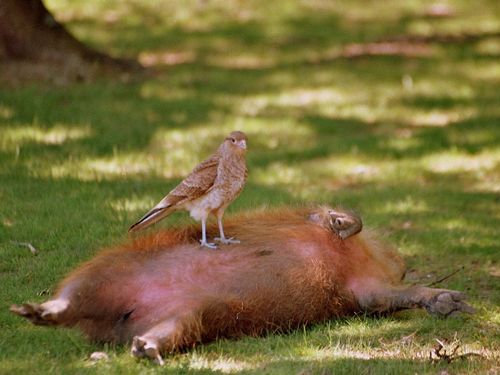 カピバラと他の動物たち11