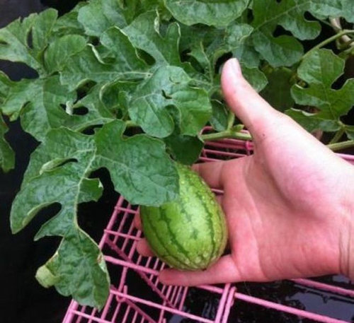 この実、どうなる？03