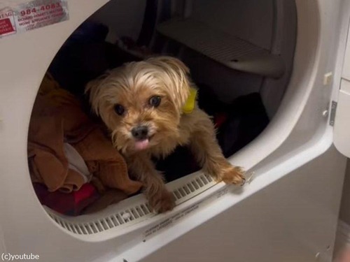「うちの小さな犬は…乾燥機の暖かい場所を絶対に譲らない