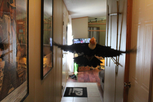 オオハシという珍妙な鳥06