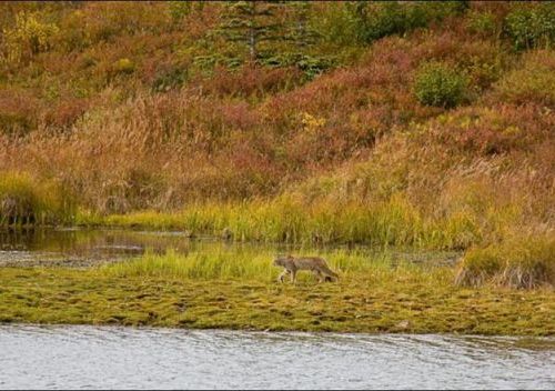 カナダオオヤマネコ01