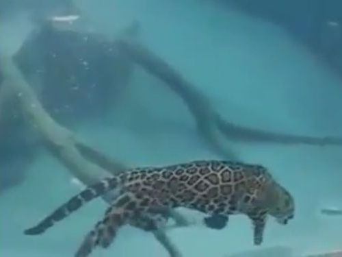 ジャガーの泳ぎ03