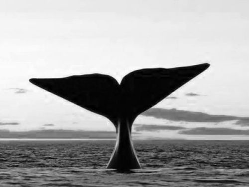 孤独なクジラ「52」00