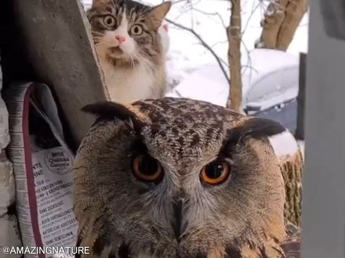 遊びに来たミミズクの背後で…猫がめちゃくちゃ落ち着かない表情を浮かべていた