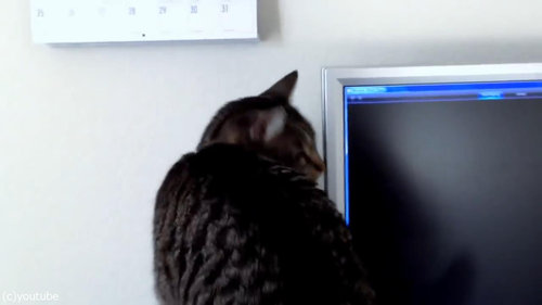 PC画面を見つめる猫04
