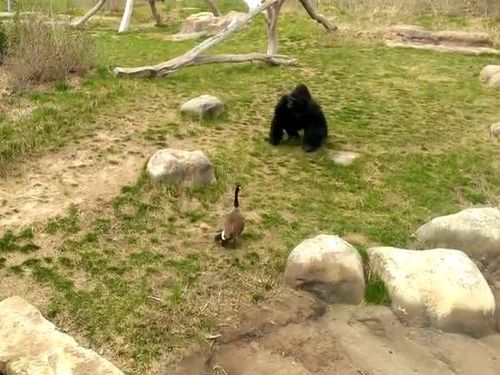 �����祦vs�����01