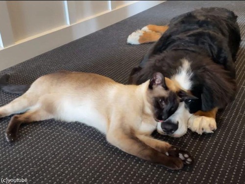 「これは癒される…」犬と猫が嫉妬するほど仲良し（動画）