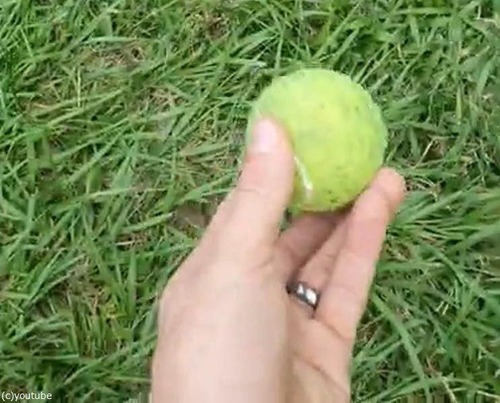 光速でボールをキャッチする犬00