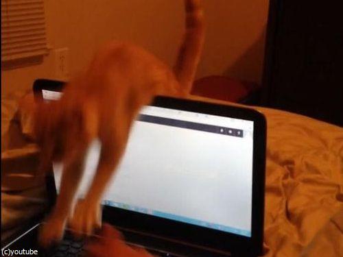 ノートパソコンと子猫04