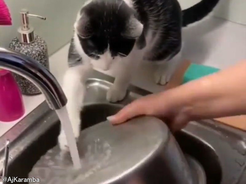 洗い物を手伝う猫