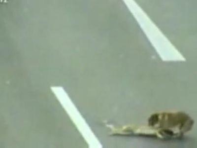 車にはねられた犬を他の犬が救助