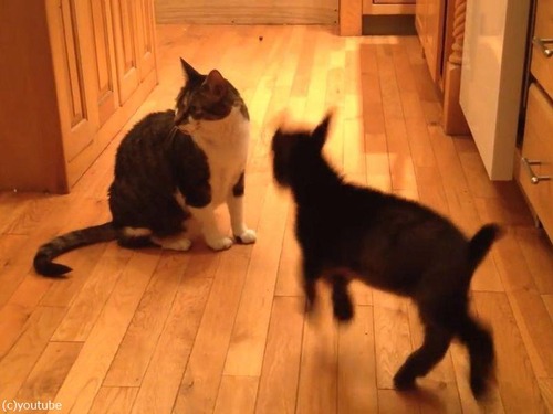 ǭ��Ƭ�ͤ��򤷤����֤����䥮01