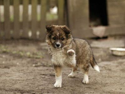 ペットの犬禁止のイラン