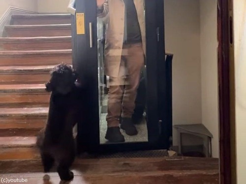 「初めて犬を飼ったけど、仕事から帰宅するたびにこんな風に出迎えてくれる…」エレベーター前で待ち構える様子