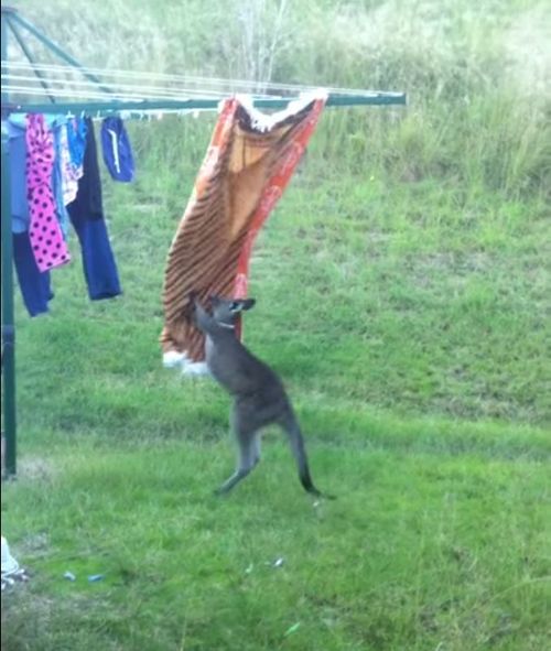 洗濯物とカンガルー07