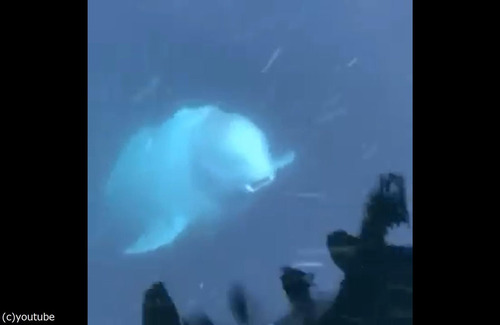 륫iPhone򽦤äƤ줿01