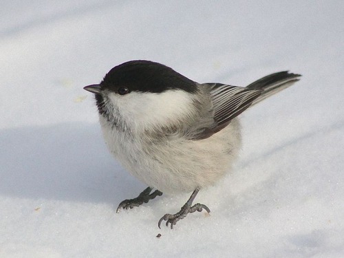 自分のページに止まった鳥00