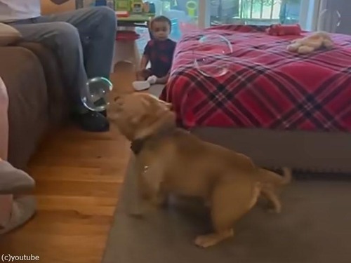 犬がシャボン玉に夢中過ぎて…すっ転んでしまう（動画）
