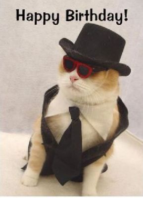 ハッピバースデーな猫08