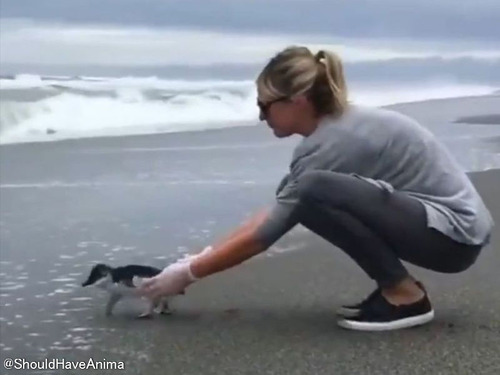保護ペンギンが海に放たれて興奮するも…世話になった女性に後ろ髪を引かれる