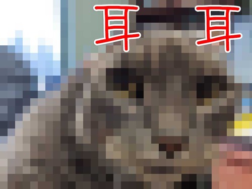 耳のない猫が毛糸の耳をもらう00
