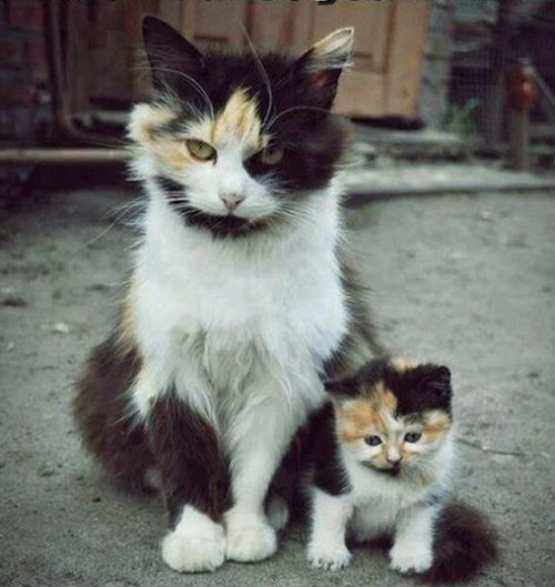 キュートさまで一緒 そっくりな猫の親子の写真いろいろ らばq