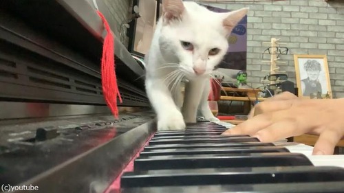 ご主人のピアノを聴く猫02