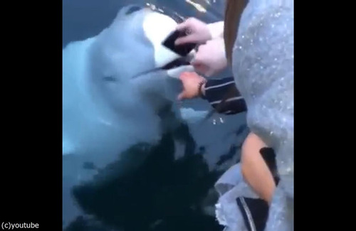 륫iPhone򽦤äƤ줿03