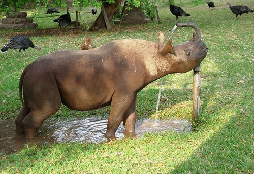 サイを飼う一家07