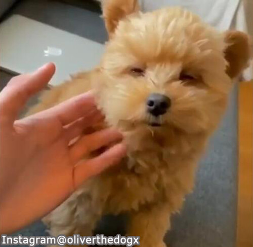 この犬は テディベアにしか見えない 動画 らばq この犬は テディベアにしか見えない 動画 らばq