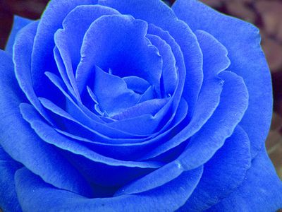 薔薇02