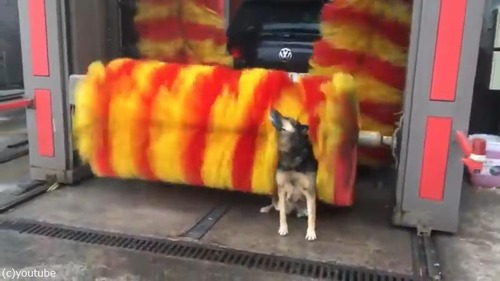 ���ֵ��Υ֥饷�򵤤����äƤ��ޤä����02