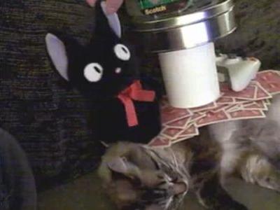 爆睡猫